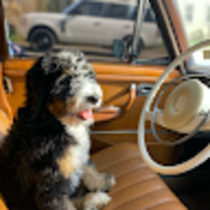 Meet your Posher, Grady